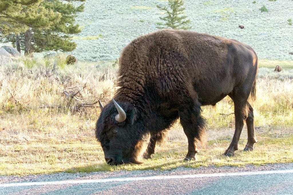 Bison in Yellowstone's Lamar Valley