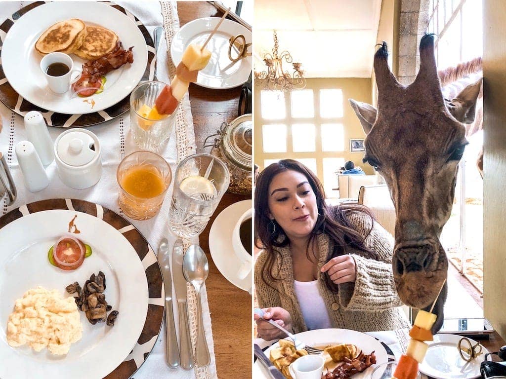 Giraffe at breakfast at Giraffe Manor