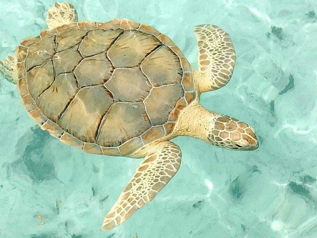 Swimming sea turtle near Elizabeth Harbor