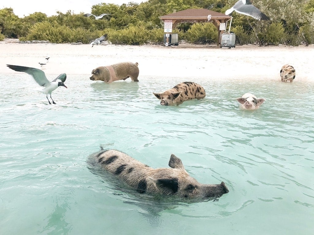 Things to Do in Exuma: Swimming Pigs