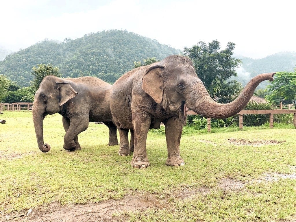Ethical Elephant Sanctuary: Elephant Nature Park