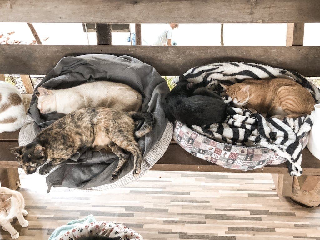 Rescue cats at Elephant Nature Park in Chiang Mai