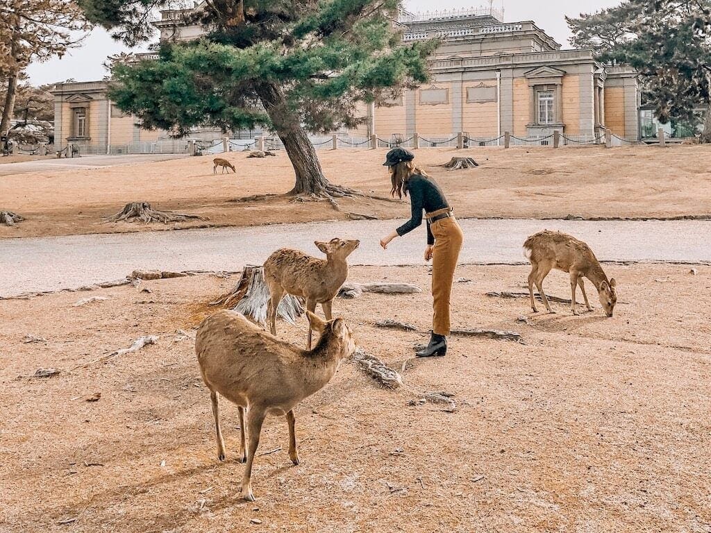 Petting the deer in the world famous Nara Deer Park