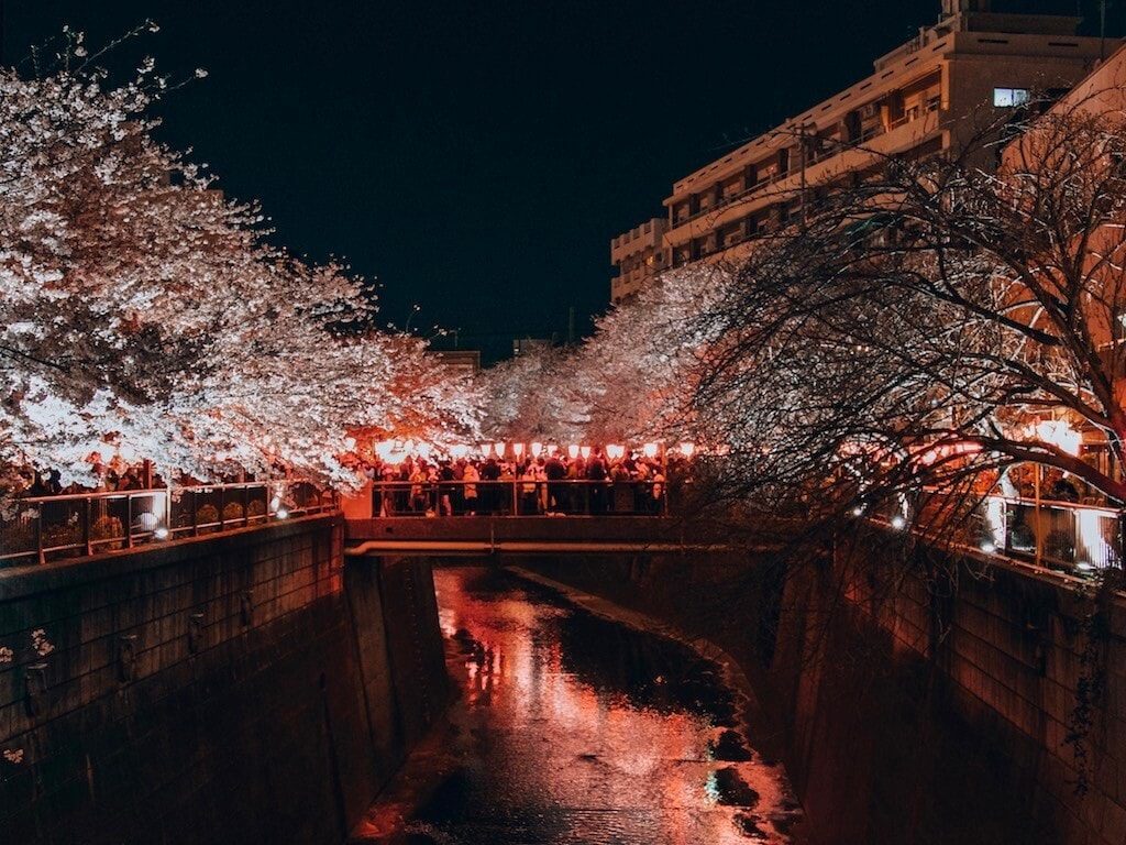 Meguro River Walk lit up during cherry blossom season