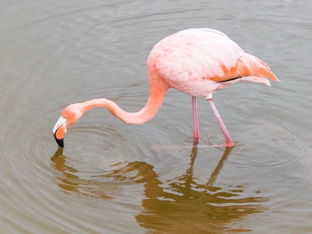 Galapagos flamingo at Laguna Salinas on Isabella. 