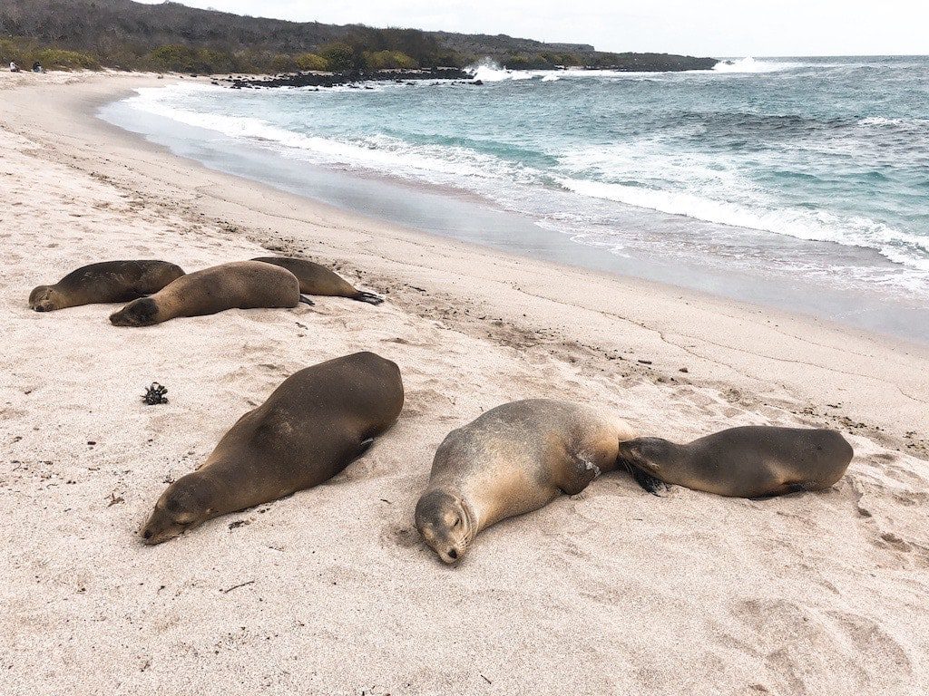 Sea lions at La Loberia beach in the Galapagos.