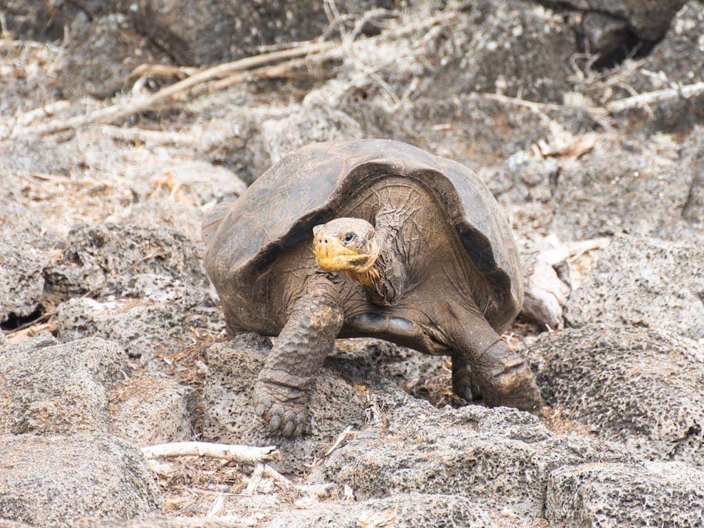 Galapagos tortoise at the Charles Darwin Research Station.