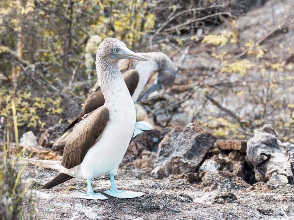 Blue footed booby in the Galapagos