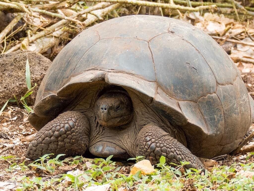 Galapagos on a Budget: El Chato Tortoise Reserve