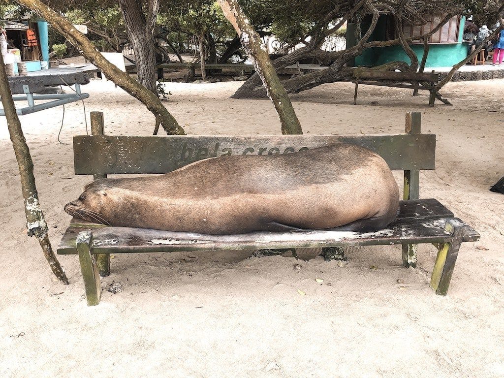 Sea lion on the Isabela island in the Galapagos