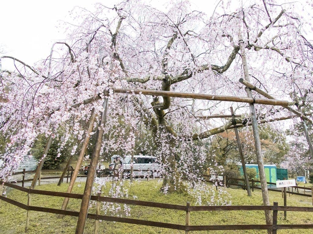 Cherry blossoms at Maruyama Park in Kyoto