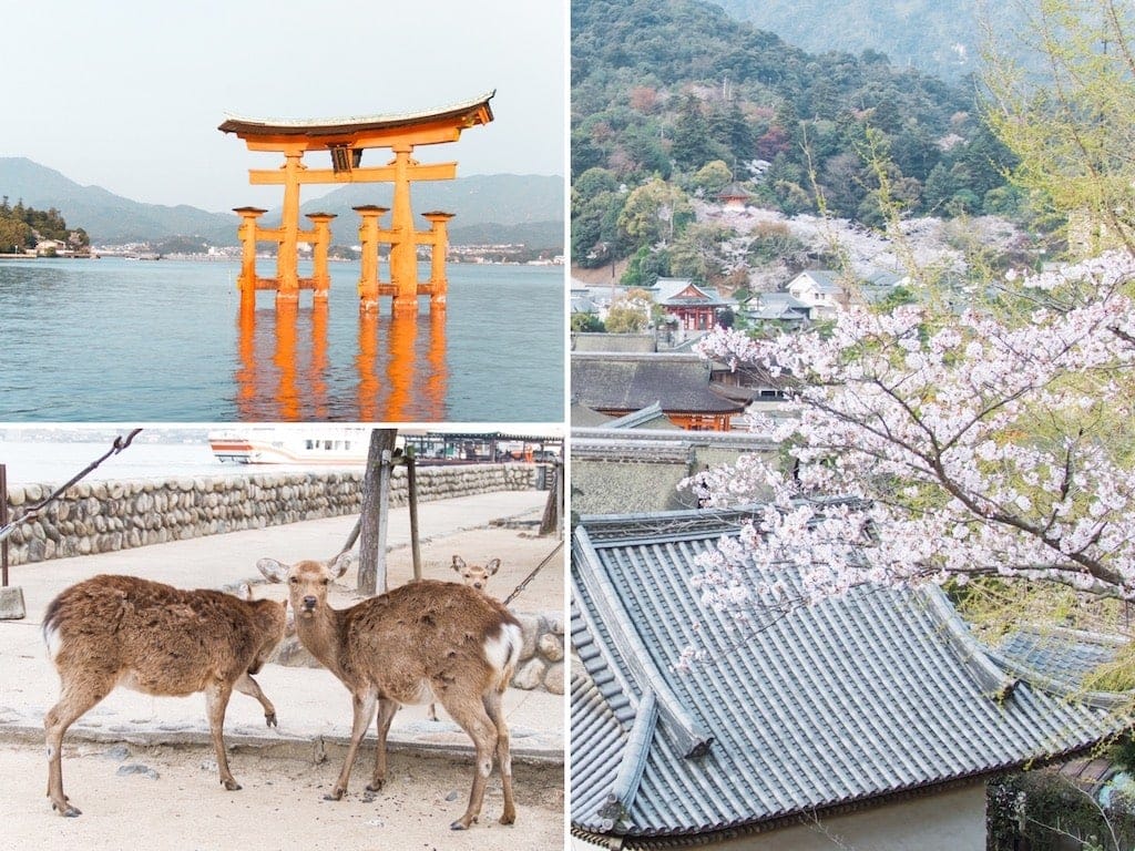 Cherry Blossoms in Japan: Miyajima