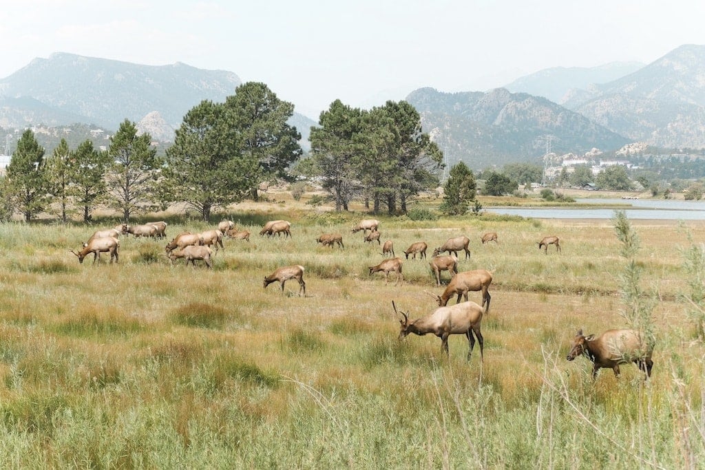 Elk near Lake Estes