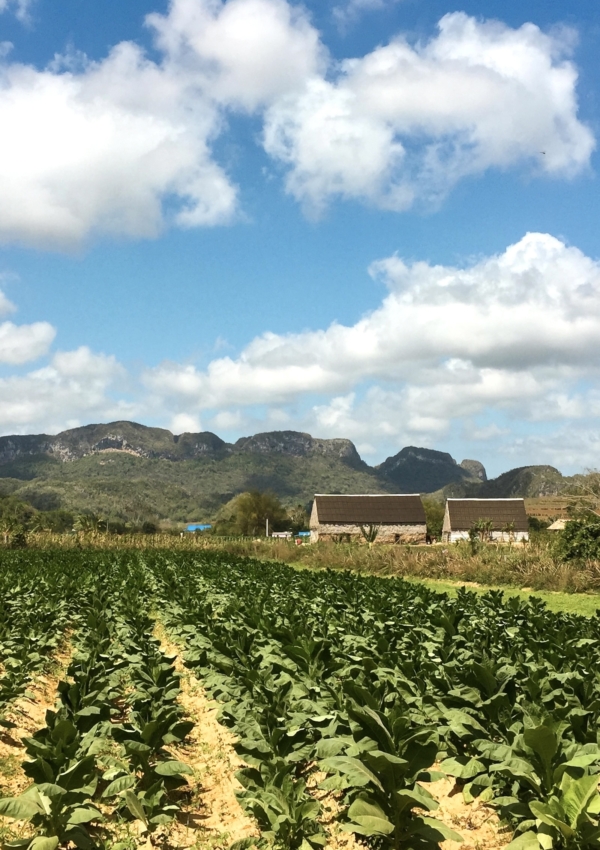 The Best Things to Do in Vinales, Cuba