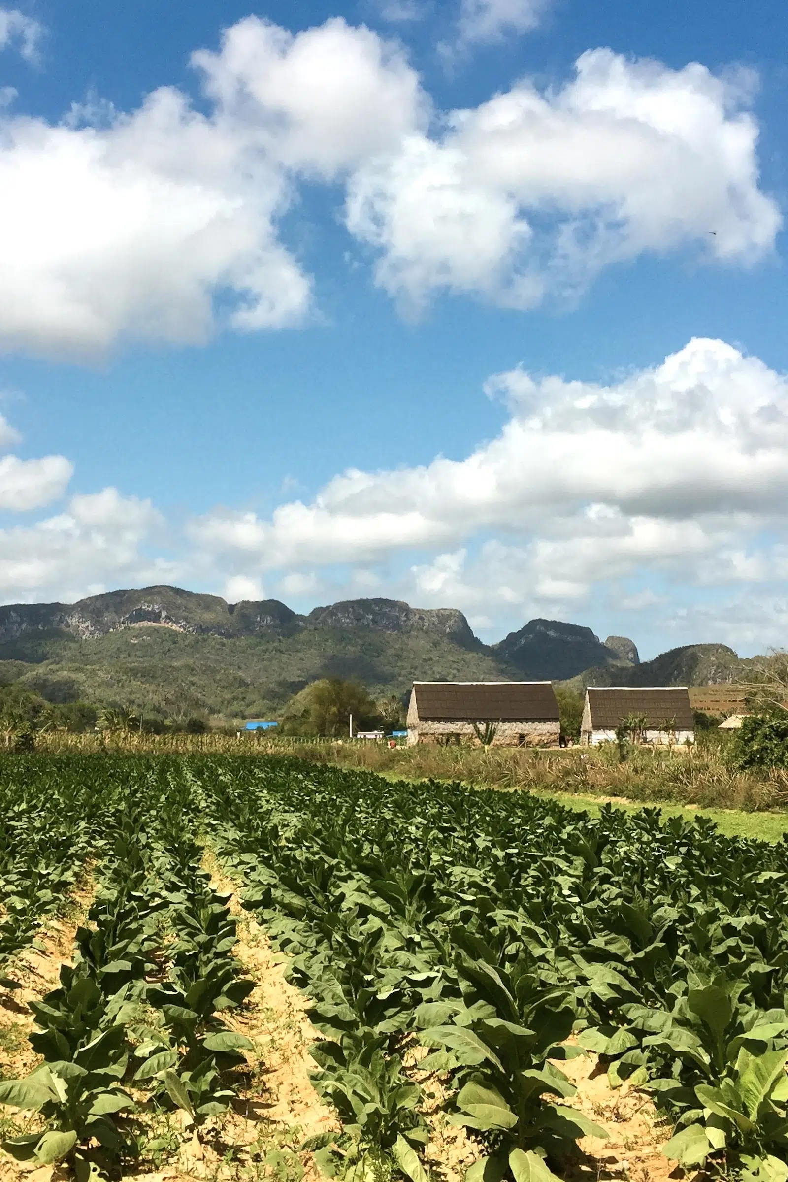 Tobacco Farm in Vinales, Cuba