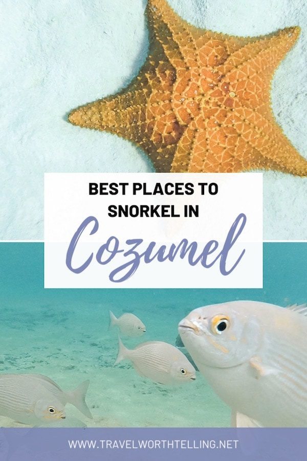 Discover the best snorkeling in Cozumel, Mexico. Includes Palancar Reef, Columbia Reef, and El Cielo sandbar.