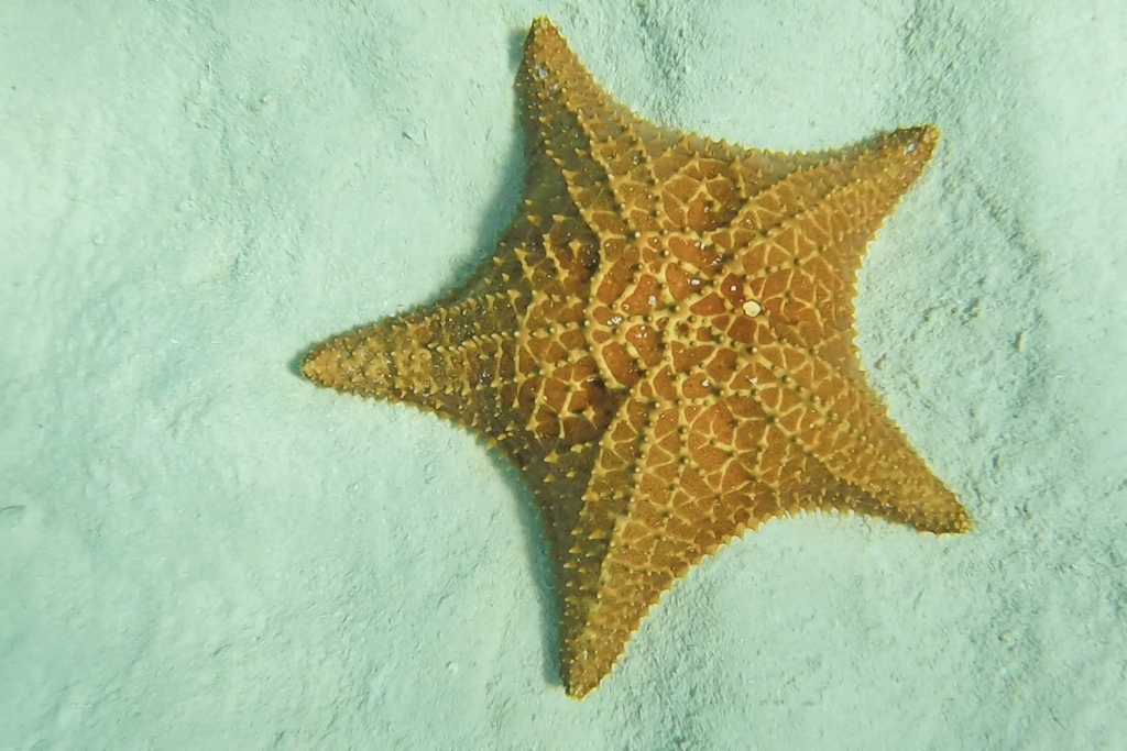 Starfish at El Cielo, Cozumel