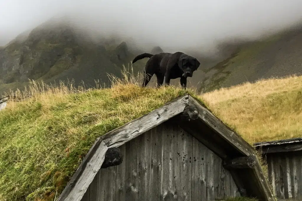 Dog along Iceland's south coast