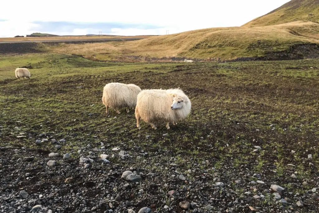 Sheep near Vik, Iceland
