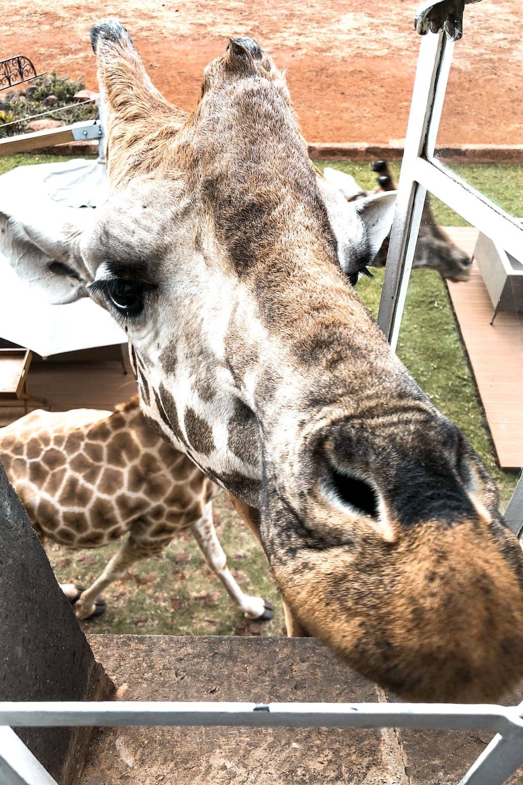Giraffe Manor in Kenya: Giraffe at window