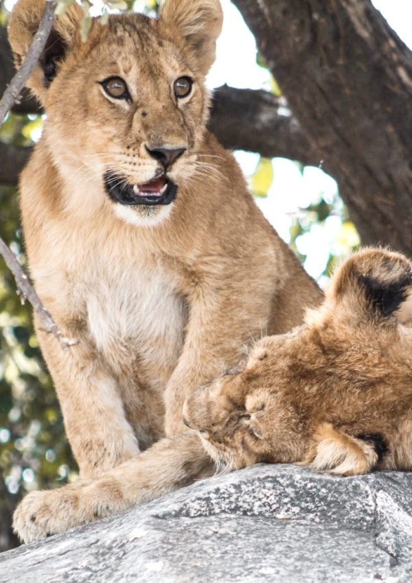 Book an African Safari: Lion cubs