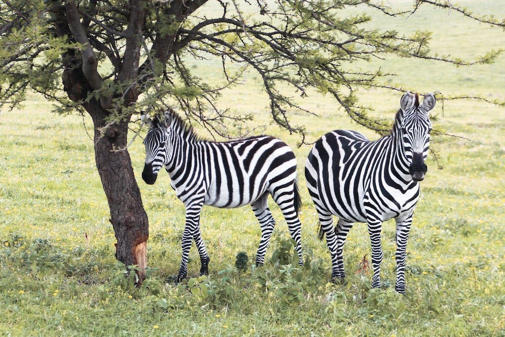 Book an African Safari: Zebra