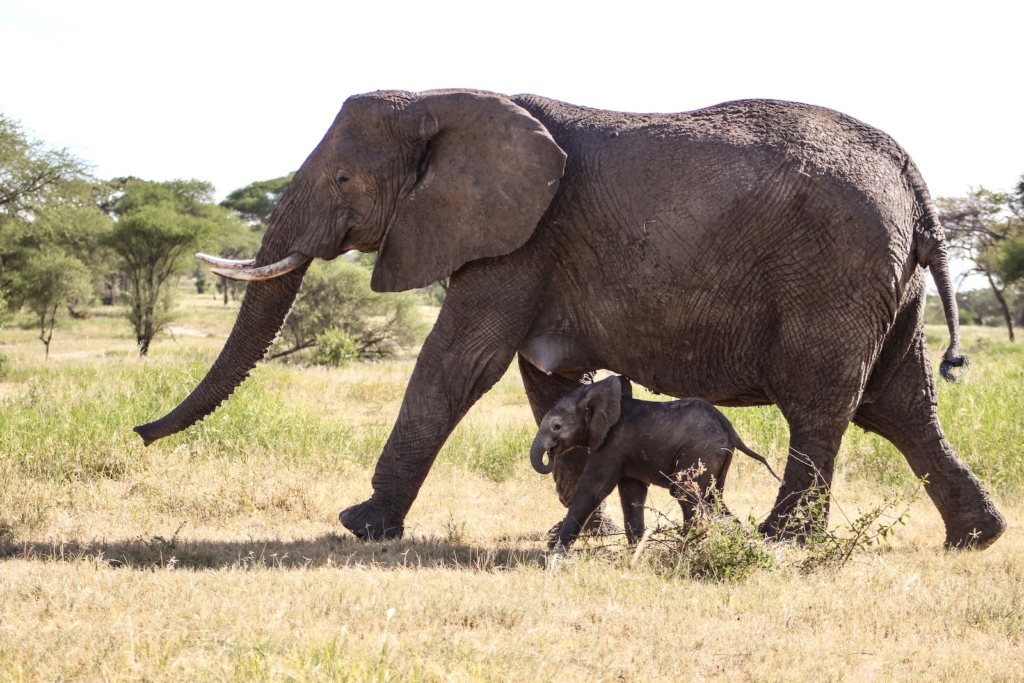 What to Expect on Safari: Elephants