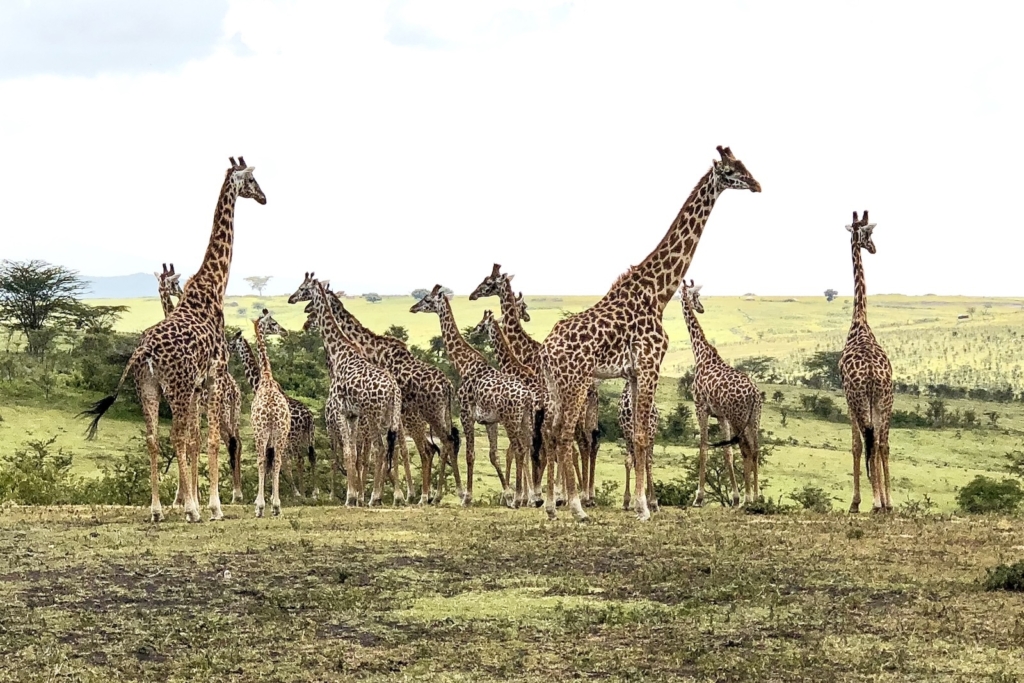 What to Expect on Safari: Giraffes