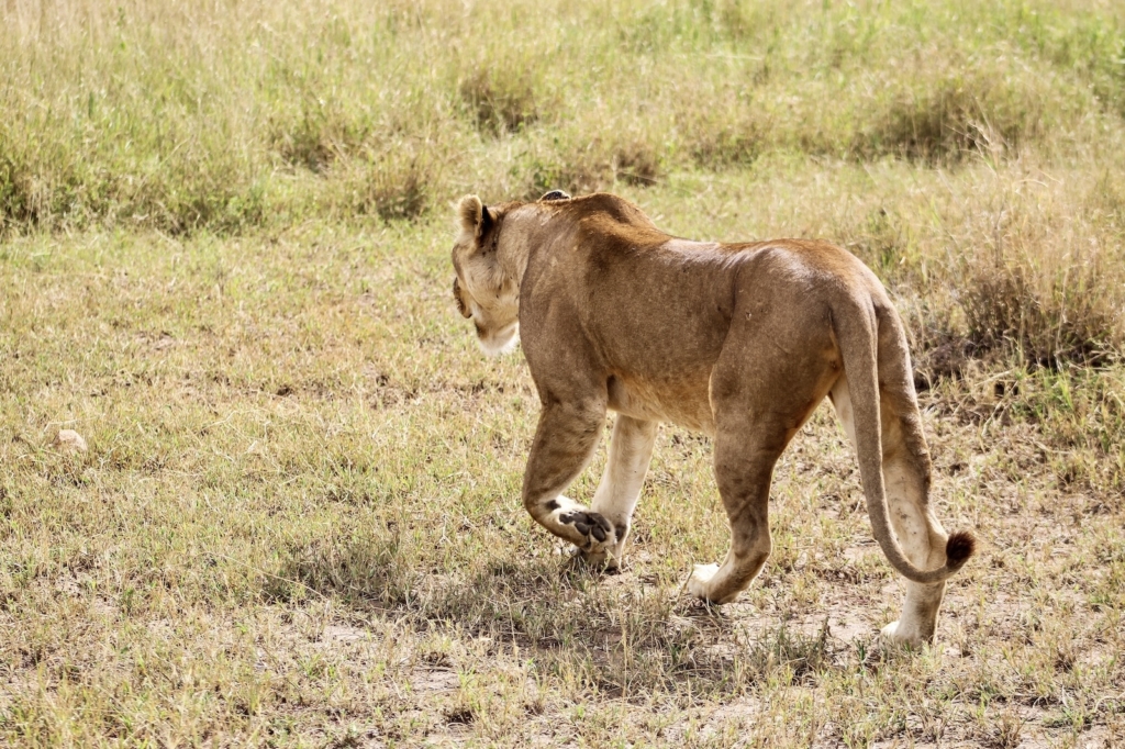 Lion in Serengeti National Park