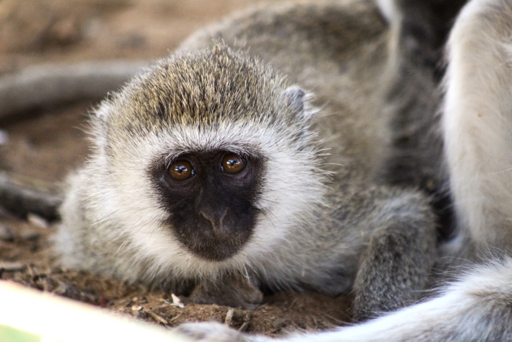 What to Expect on Safari: Monkey
