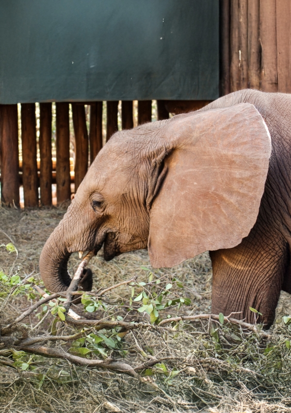 Visit Sheldrick Wildlife Trust: Elephant Orphanage