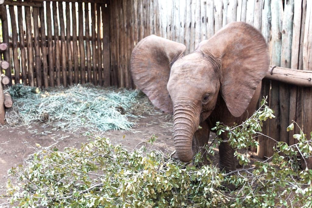 Elephant at Nairobi nursery