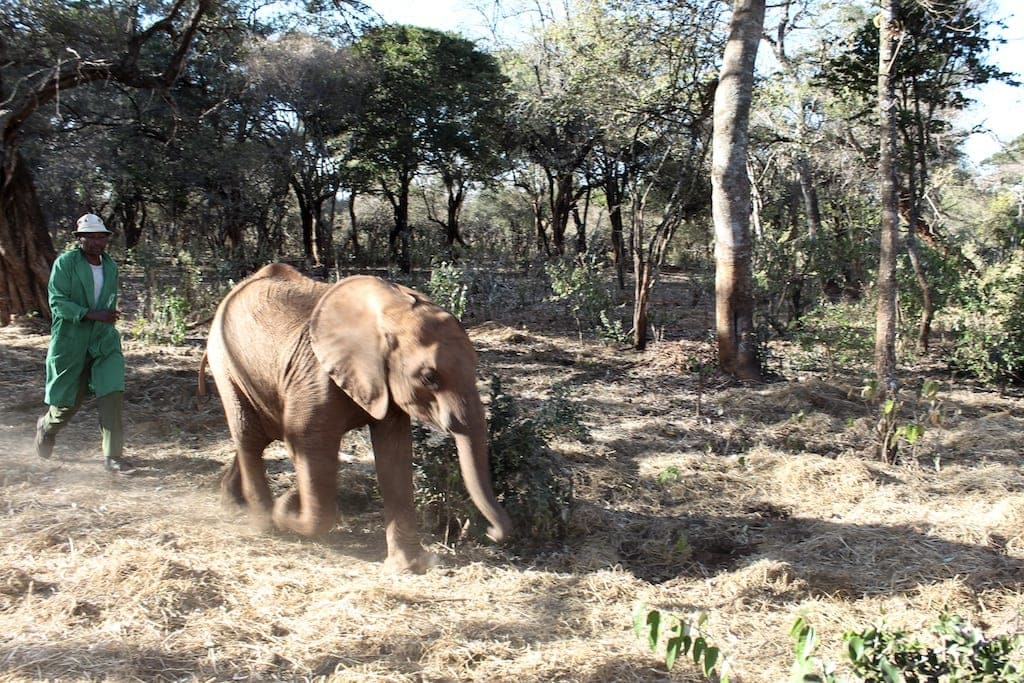 Visit Sheldrick Wildlife Trust: Keeper with elephant
