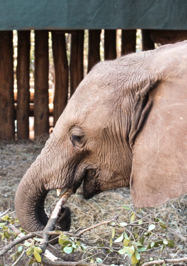 Visit Sheldrick Wildlife Trust: Baby elephant