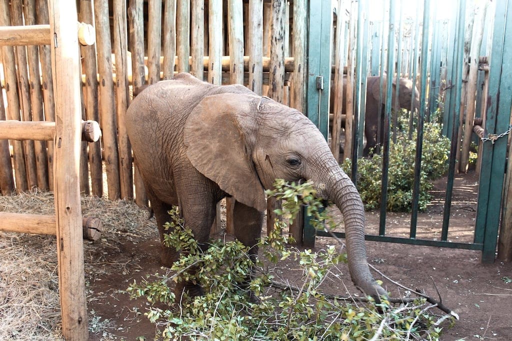Visit Sheldrick Elephant Orphanage: Orphans' Project