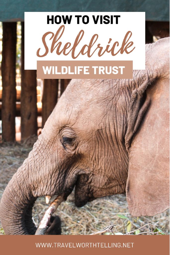 Sheldrick Wildlife Trust is a world-renown wildlife rescue and rehabilitation organization. The organization has an incredible elephant orphanage located in Nairobi, Kenya. Find out how to visit Sheldrick Wildlife Trust and everything else you need to know about SWT.