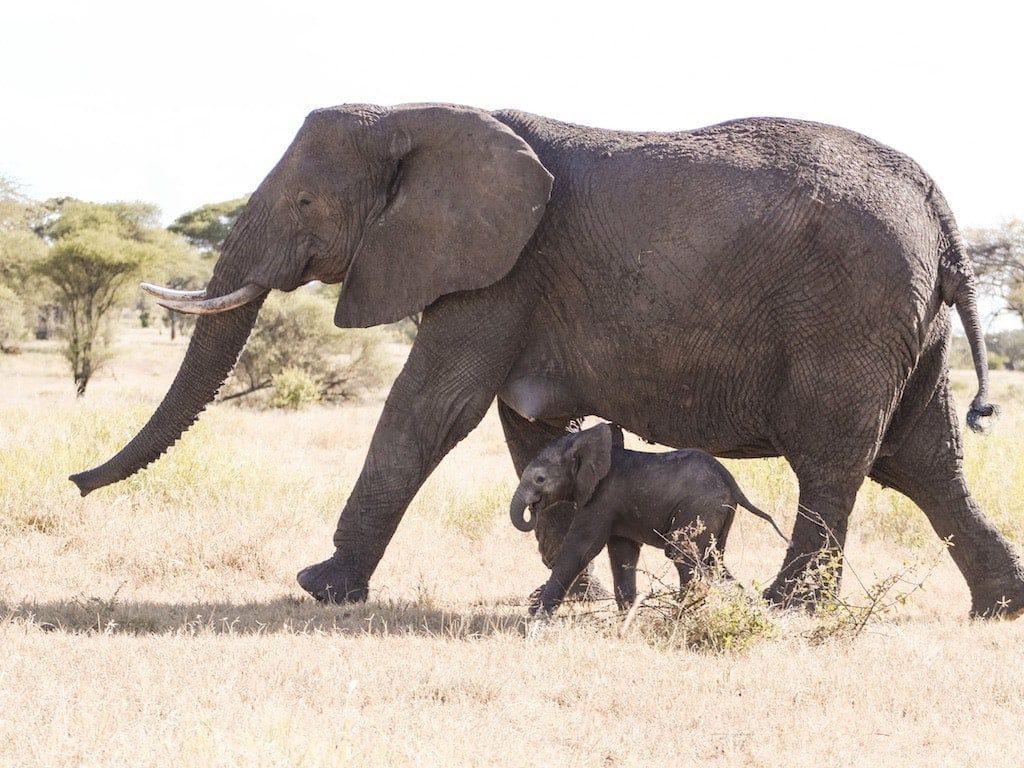 What to Expect on Safari: Elephants