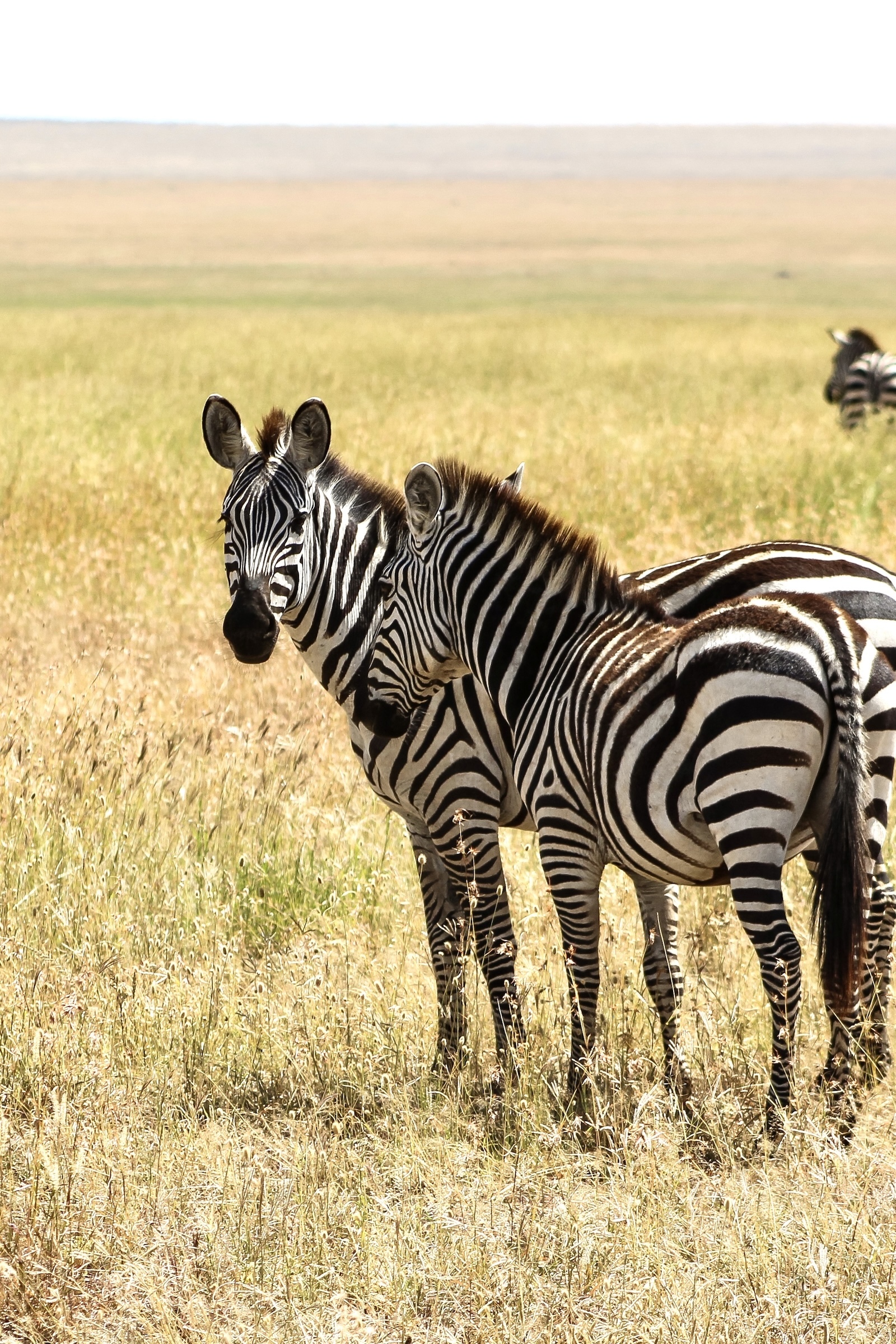 What to Expect on Safari: Zebra