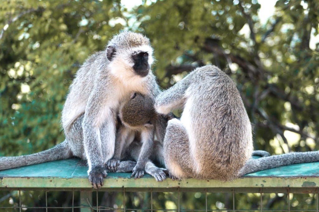 Packing for Safari: Monkeys