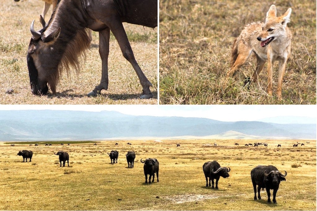 Animals at Ngorongoro Crater
