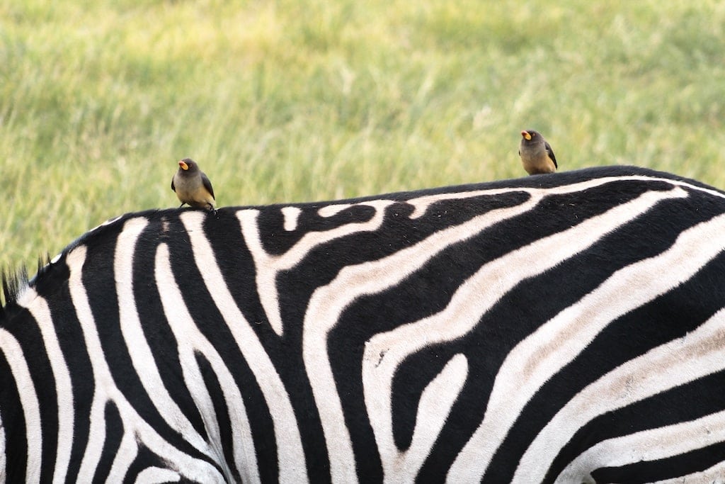 Zebra with birds on back