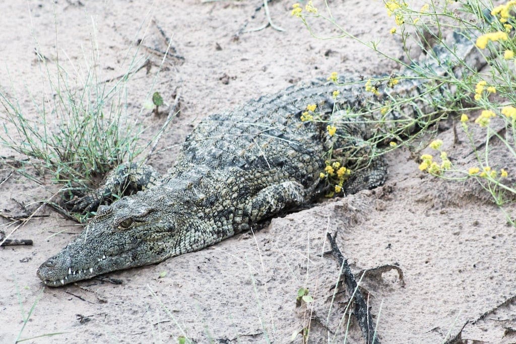 Crocodile on Zambezi River cruise