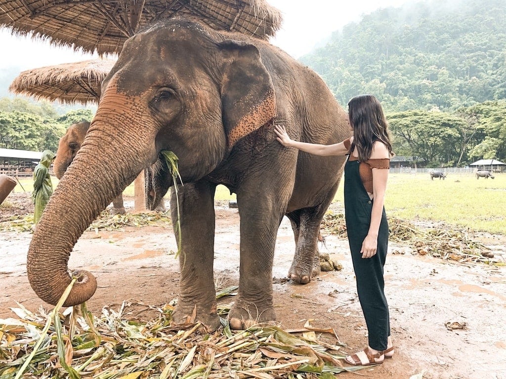 Petting an elephant at Elephant Nature Park in Chiang Mai