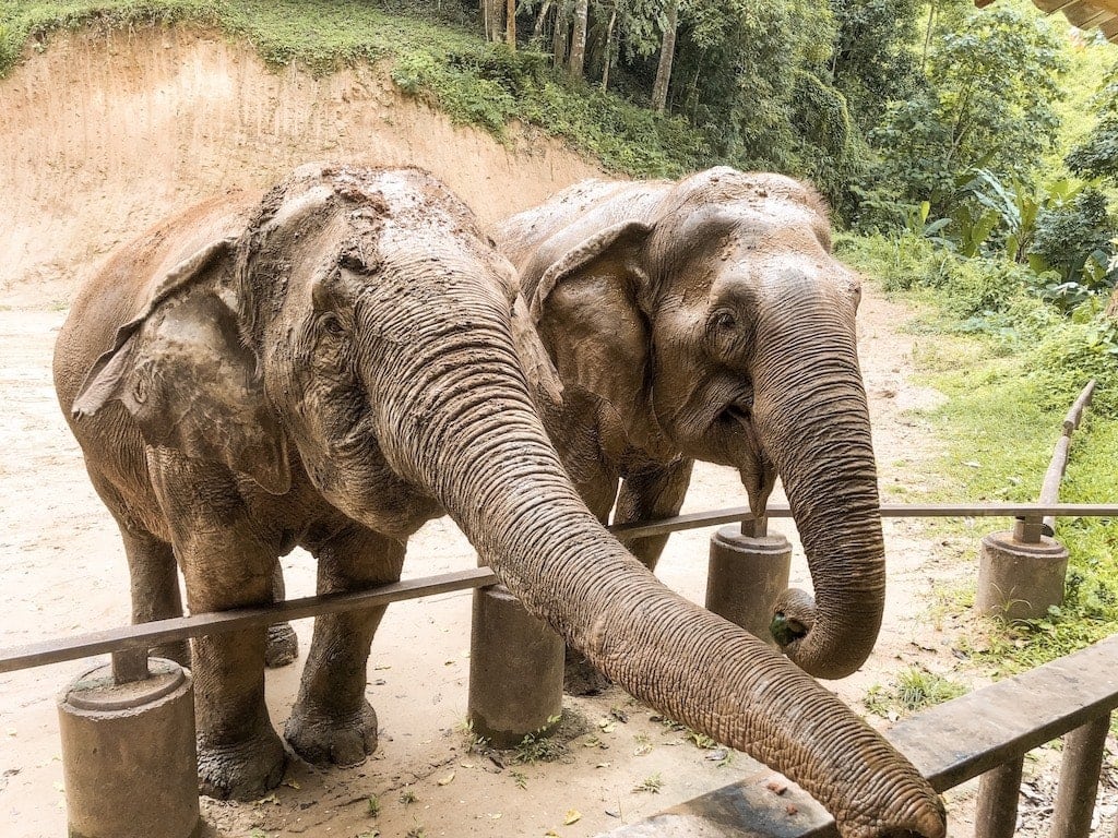Elephants being fed in Chiang Mai, Thailand