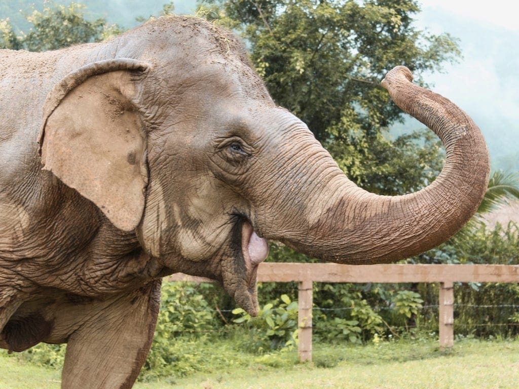 Ethical Elephant Sanctuary: Elephant at Elephant Nature Park