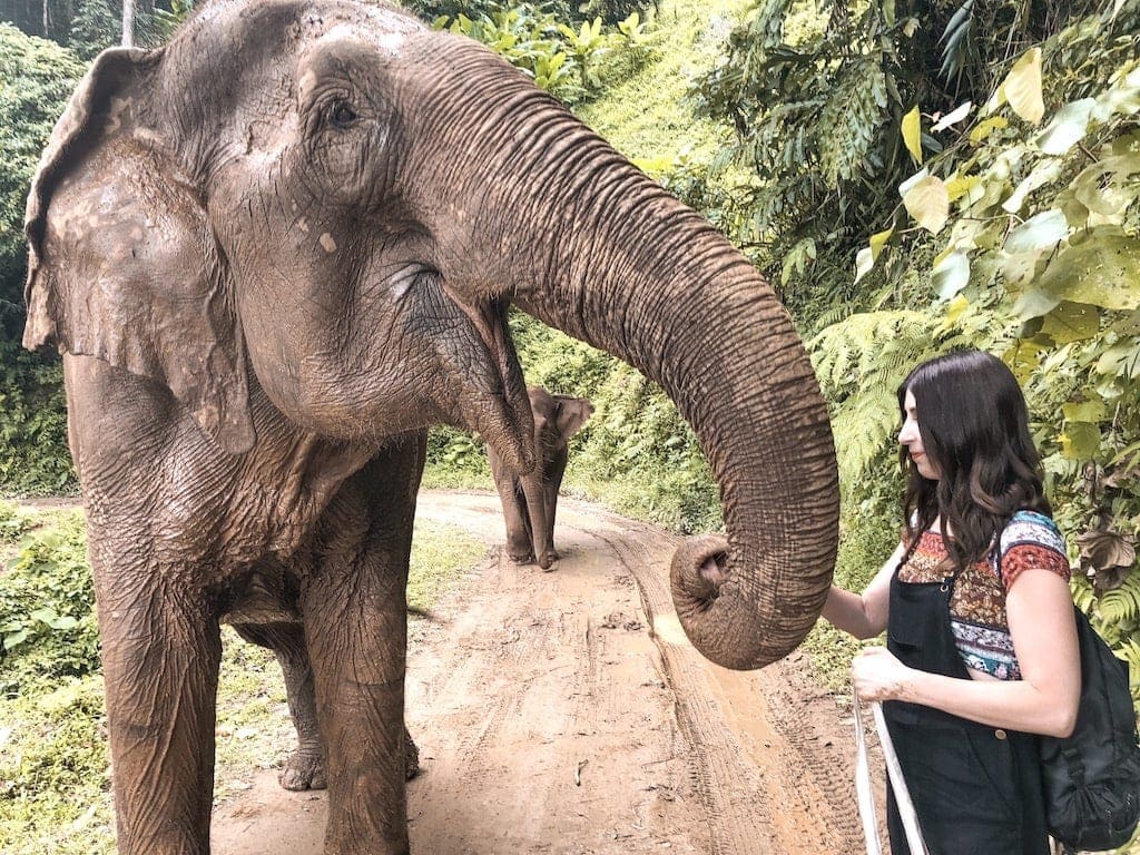 Ethical Elephant Sanctuary: Feeding elephants