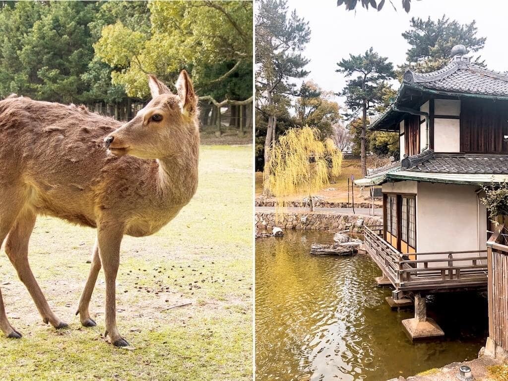 Day trip to Nara: Deer in Nara Deer Park