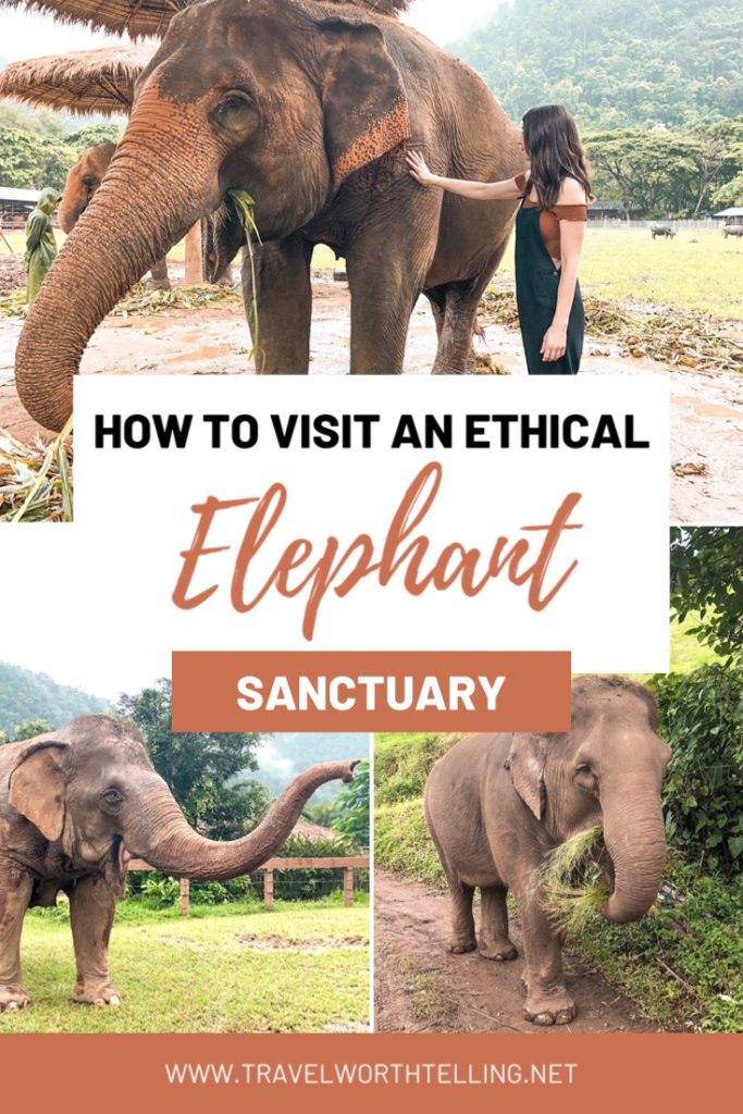 Planning a trip to Chiang Mai, Thailand? Learn how to visit an ethical elephant sanctuary and book a tour to Elephant Nature Park.