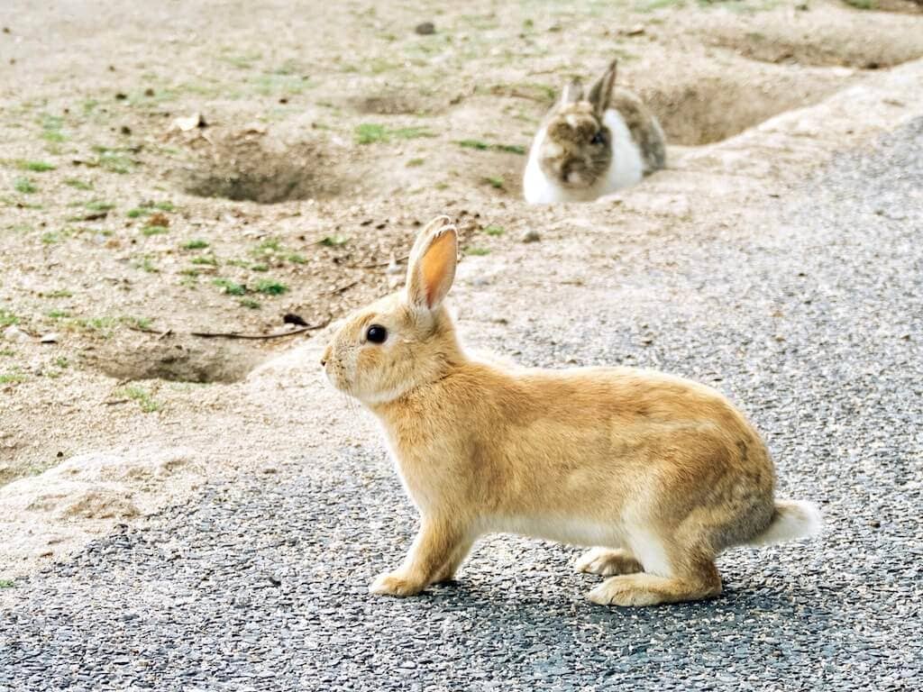 Wild bunny on Japan's Rabbit Island