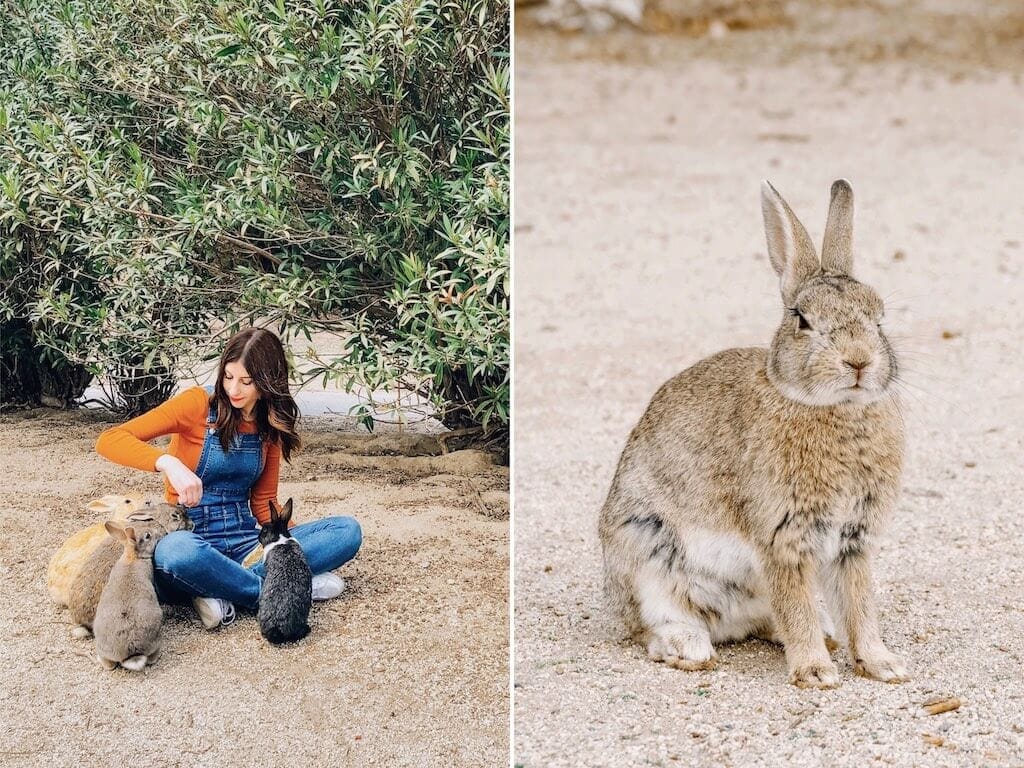 Wild rabbits on Rabbit Island in Japan